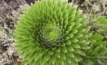 4 Days Mt. Kenya Trek: Sirimon – Chogoria Route